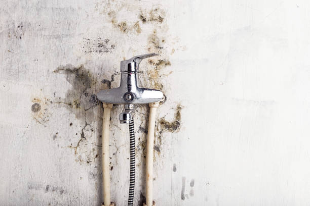 Best Local Mold Removal Service  in Hopwood, PA