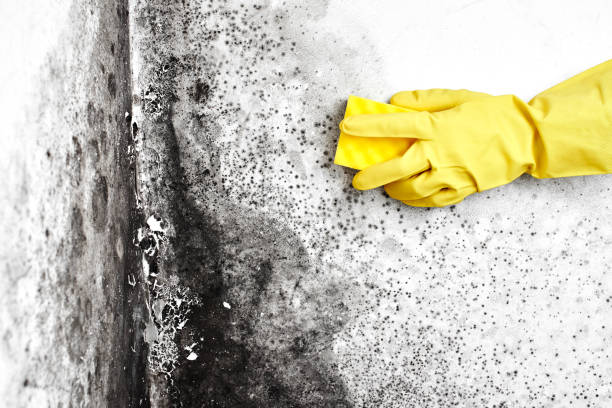 Best Attic Mold Removal  in Hopwood, PA