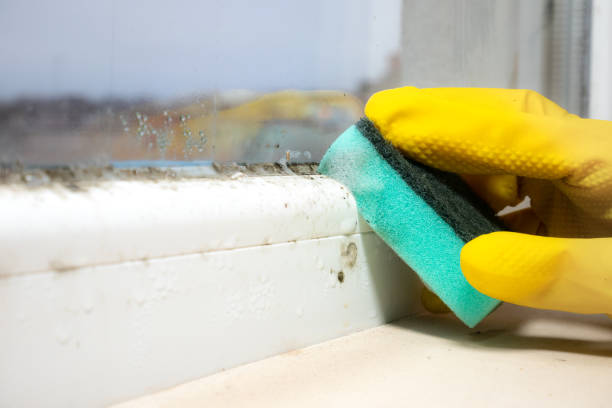 Best Toxic Mold Removal  in Hopwood, PA