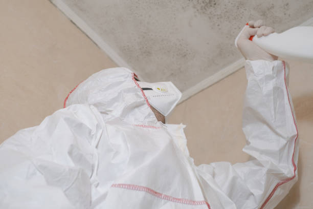 Best Mold Remediation  in Hopwood, PA