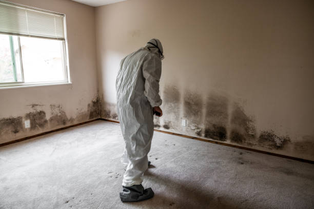 Best Black Mold Removal  in Hopwood, PA